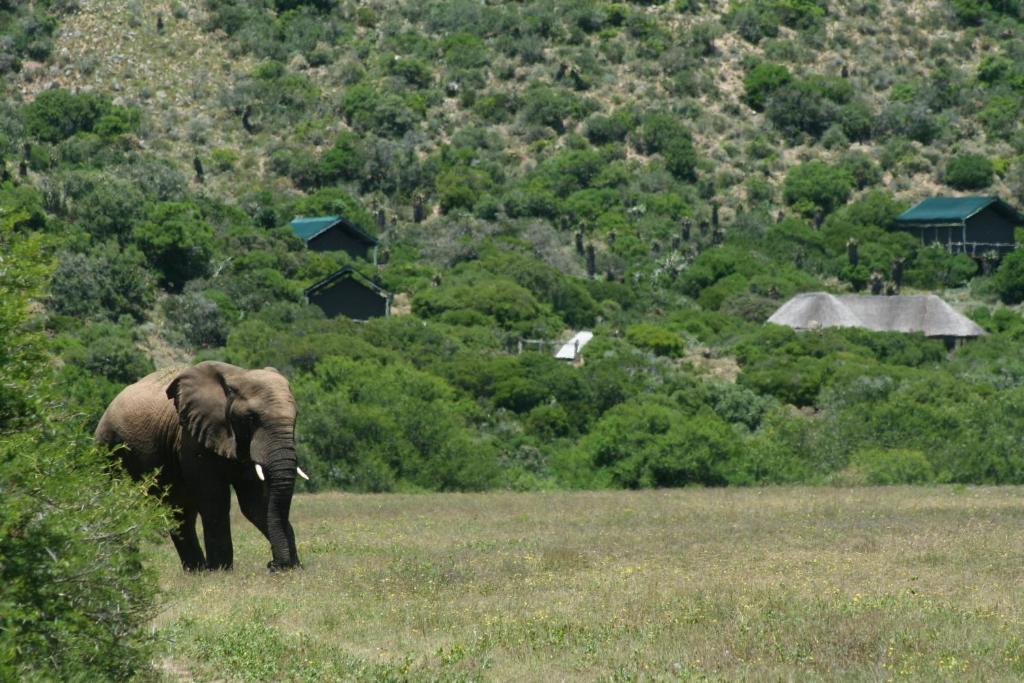Hillsnek Safari Camp - Amakhala Wildreservaat Buitenkant foto
