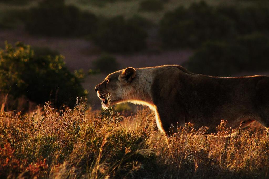 Hillsnek Safari Camp - Amakhala Wildreservaat Buitenkant foto