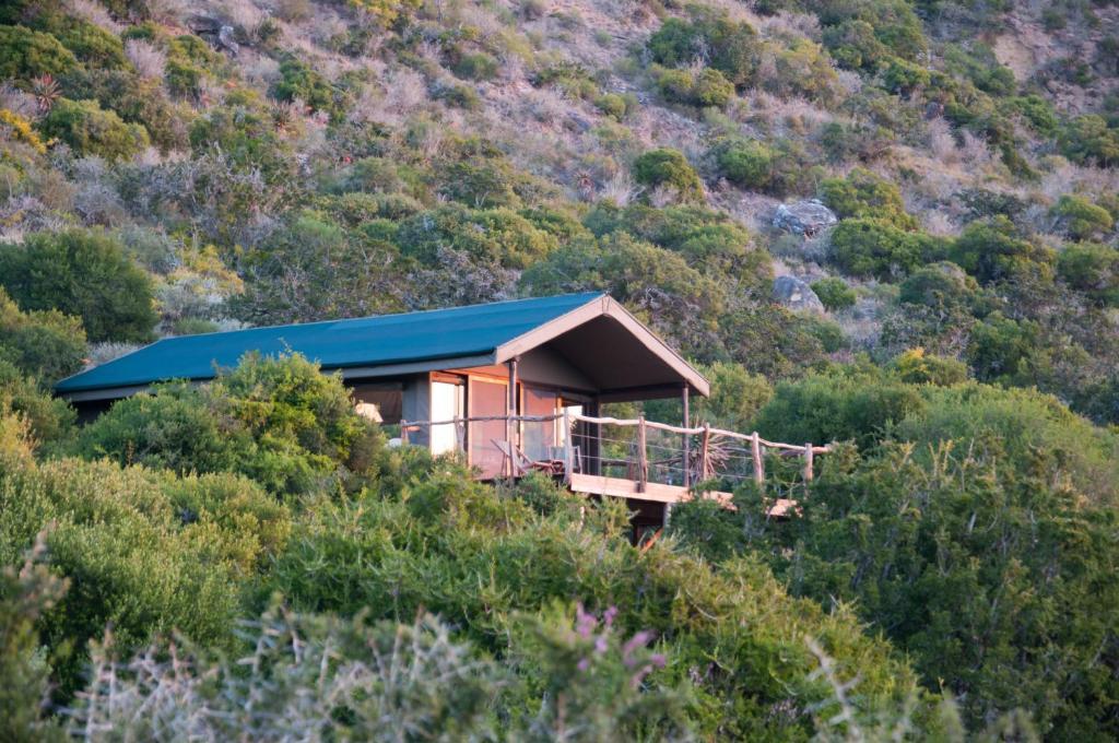 Hillsnek Safari Camp - Amakhala Wildreservaat Kamer foto