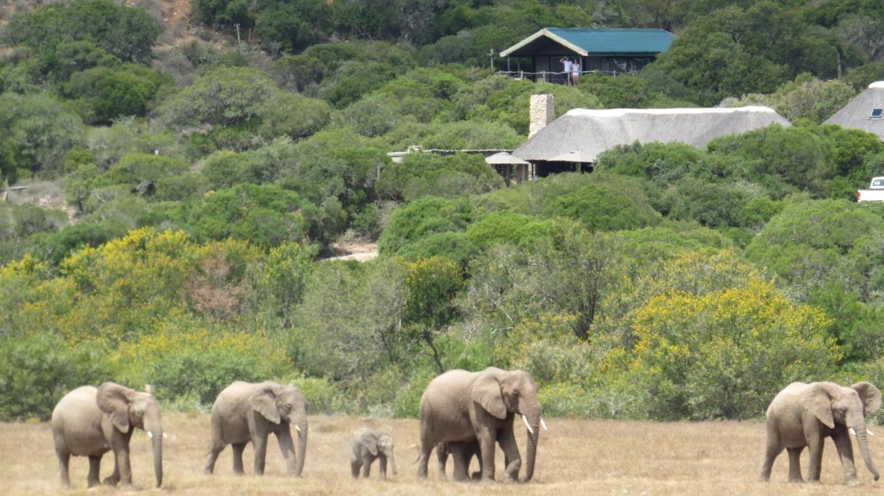 Hillsnek Safari Camp - Amakhala Wildreservaat Buitenkant foto