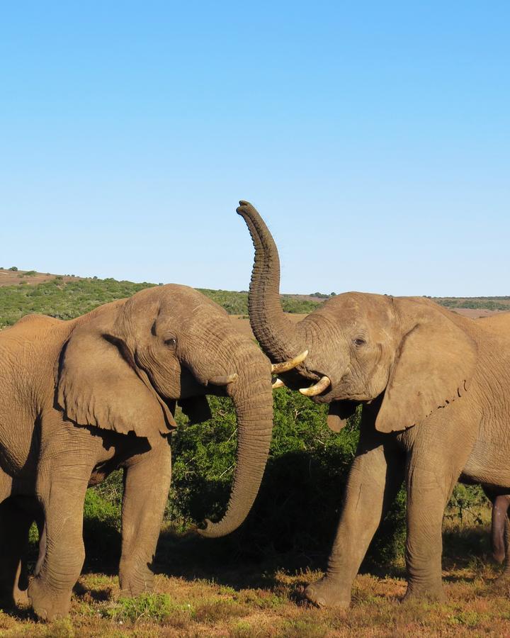Hillsnek Safari Camp - Amakhala Wildreservaat Buitenkant foto