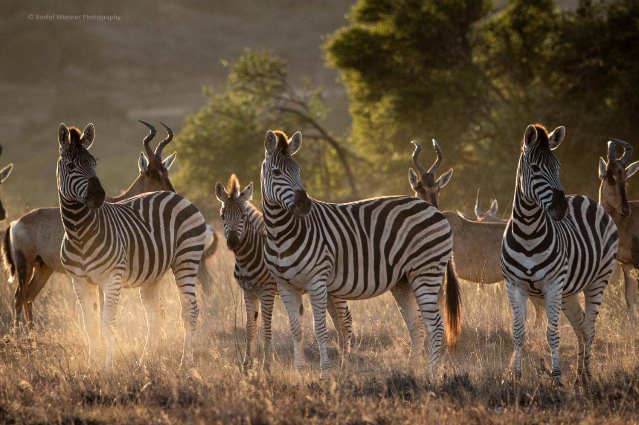 Hillsnek Safari Camp - Amakhala Wildreservaat Buitenkant foto