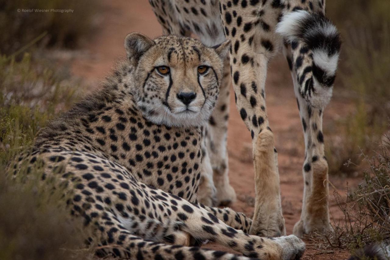 Hillsnek Safari Camp - Amakhala Wildreservaat Buitenkant foto