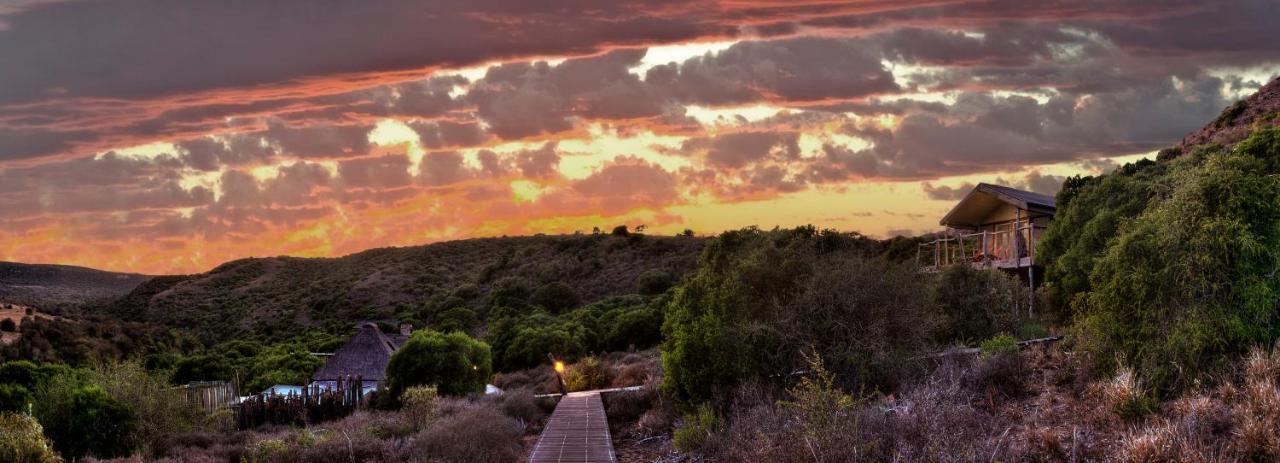 Hillsnek Safari Camp - Amakhala Wildreservaat Buitenkant foto