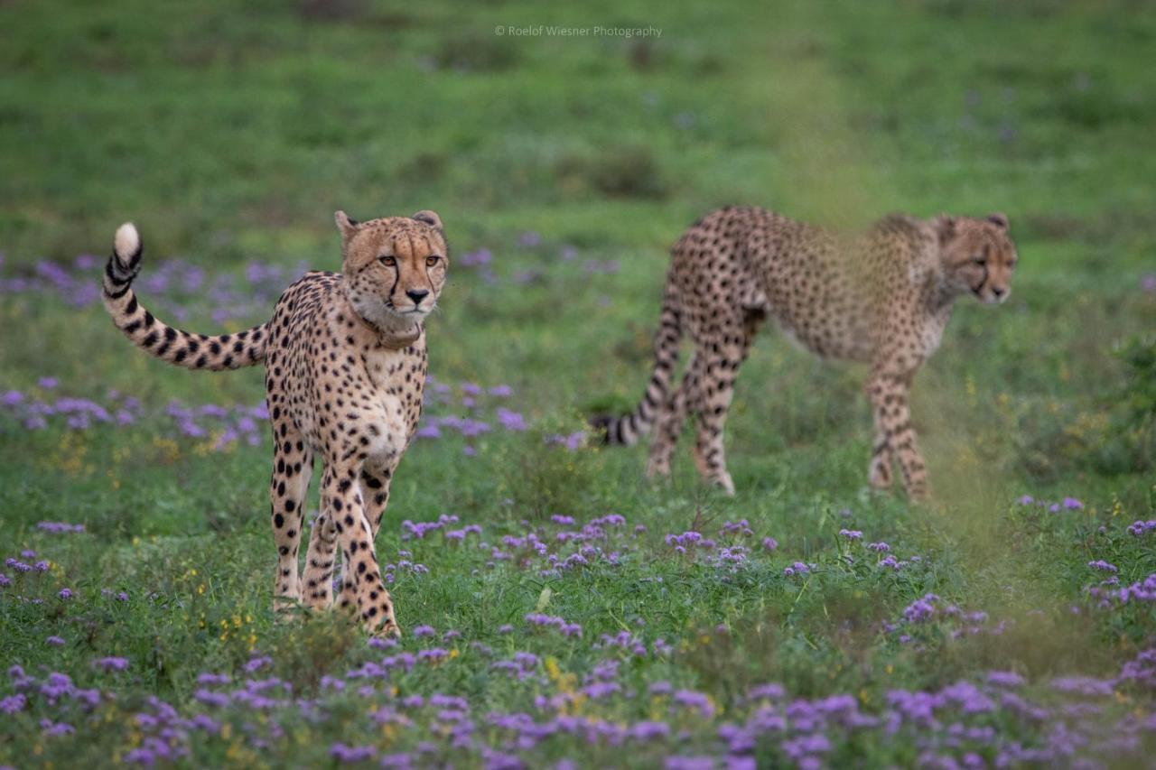 Hillsnek Safari Camp - Amakhala Wildreservaat Buitenkant foto
