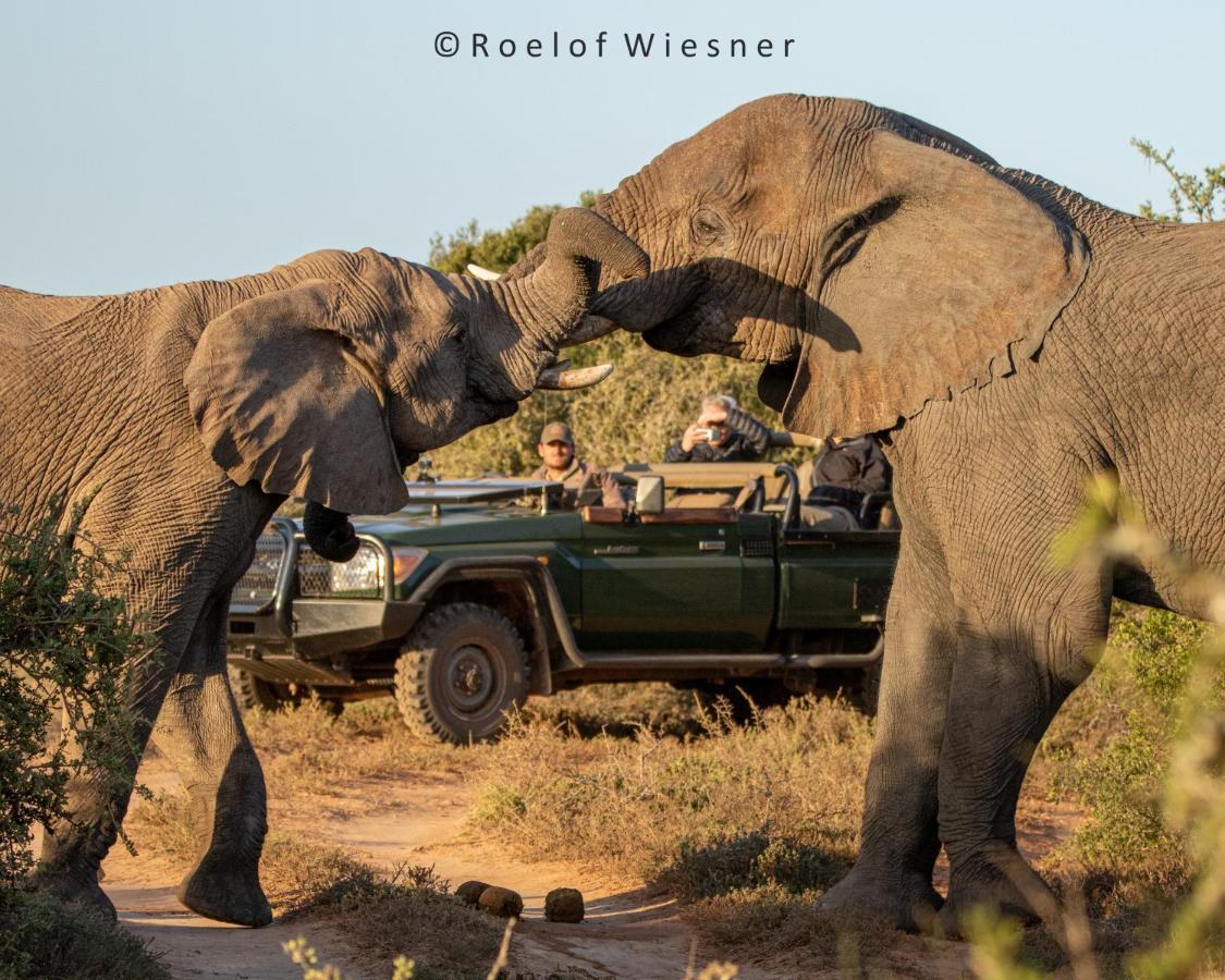 Hillsnek Safari Camp - Amakhala Wildreservaat Buitenkant foto