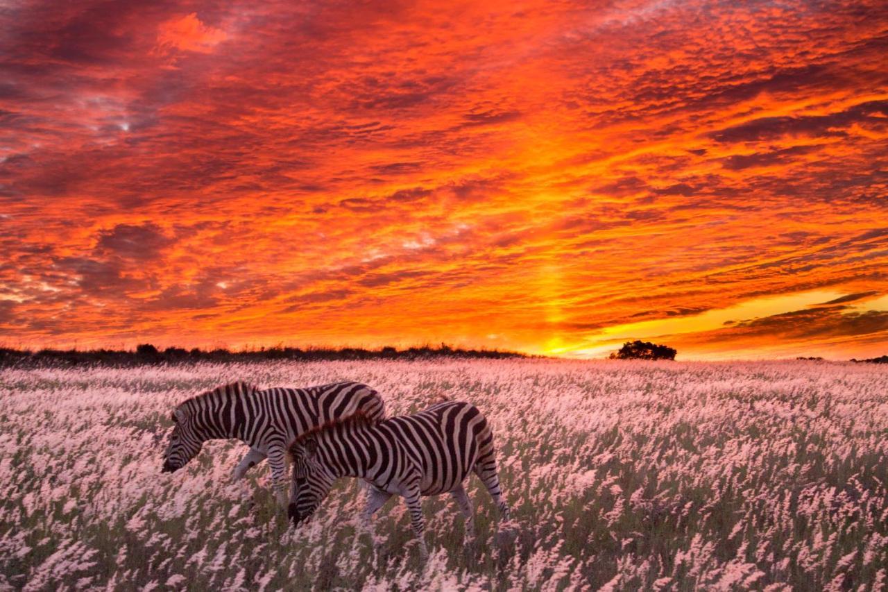 Hillsnek Safari Camp - Amakhala Wildreservaat Buitenkant foto